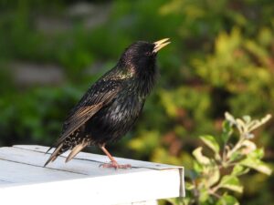 twitterを活用した副業の始め方は？