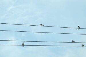 Twitterで収益を得るための副業方法は？